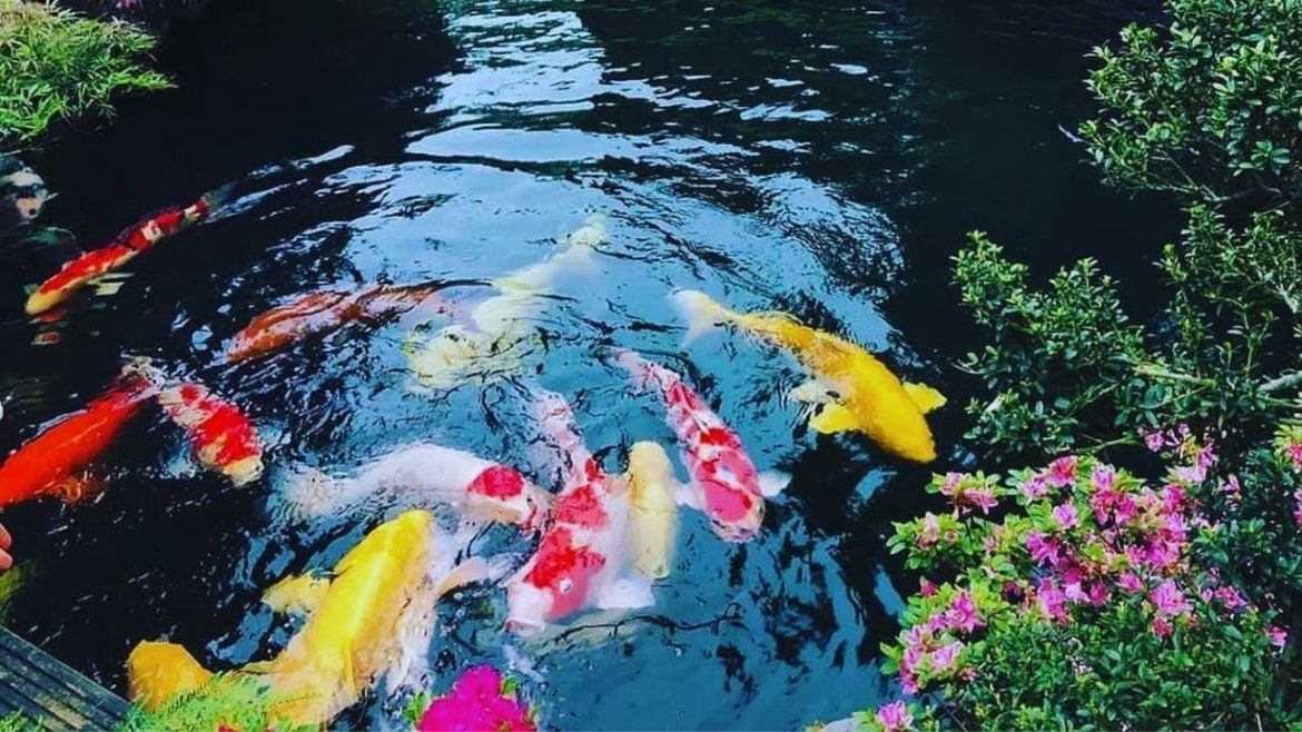Peaceful Koi Pond Garden Design | Beautiful Backyard Koi Pond