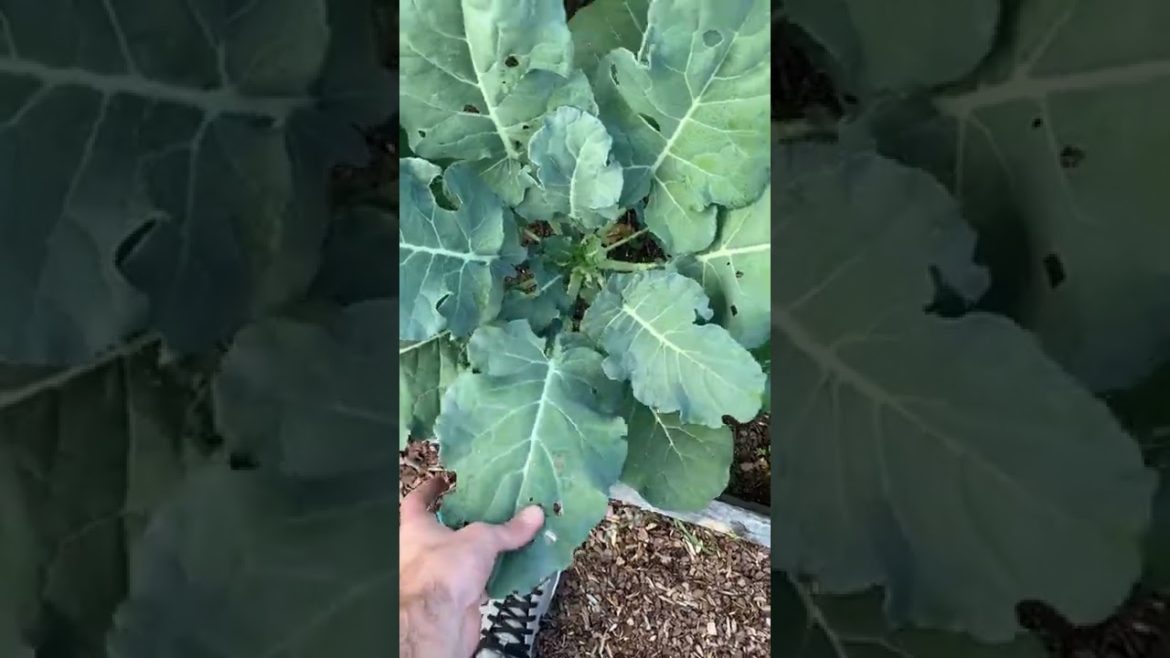 🍁 Fall Garden Update 🌱 A Yard Full of Groceries #shorts #garden #gardening #zone8a #urbanfarming