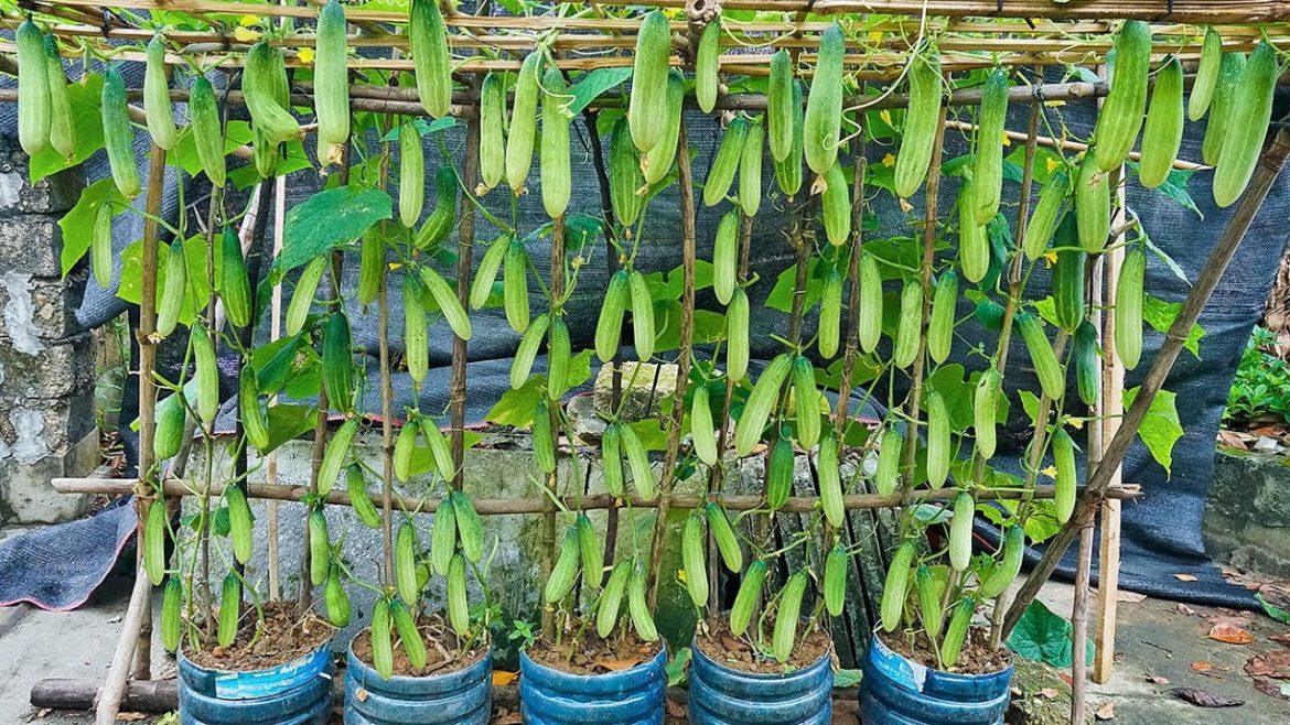 Easy - Cheap - Tips for growing cucumbers in recycled plastic containers, Lots of fruit