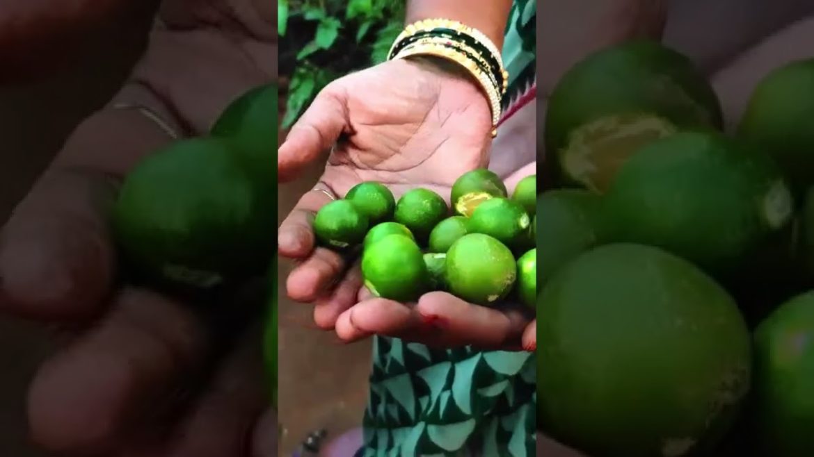 Fruits & Veggies Harvest #vegetables #shorts #garden #flowers