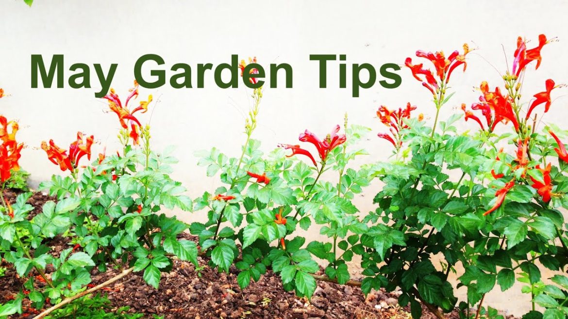 May Garden Tips