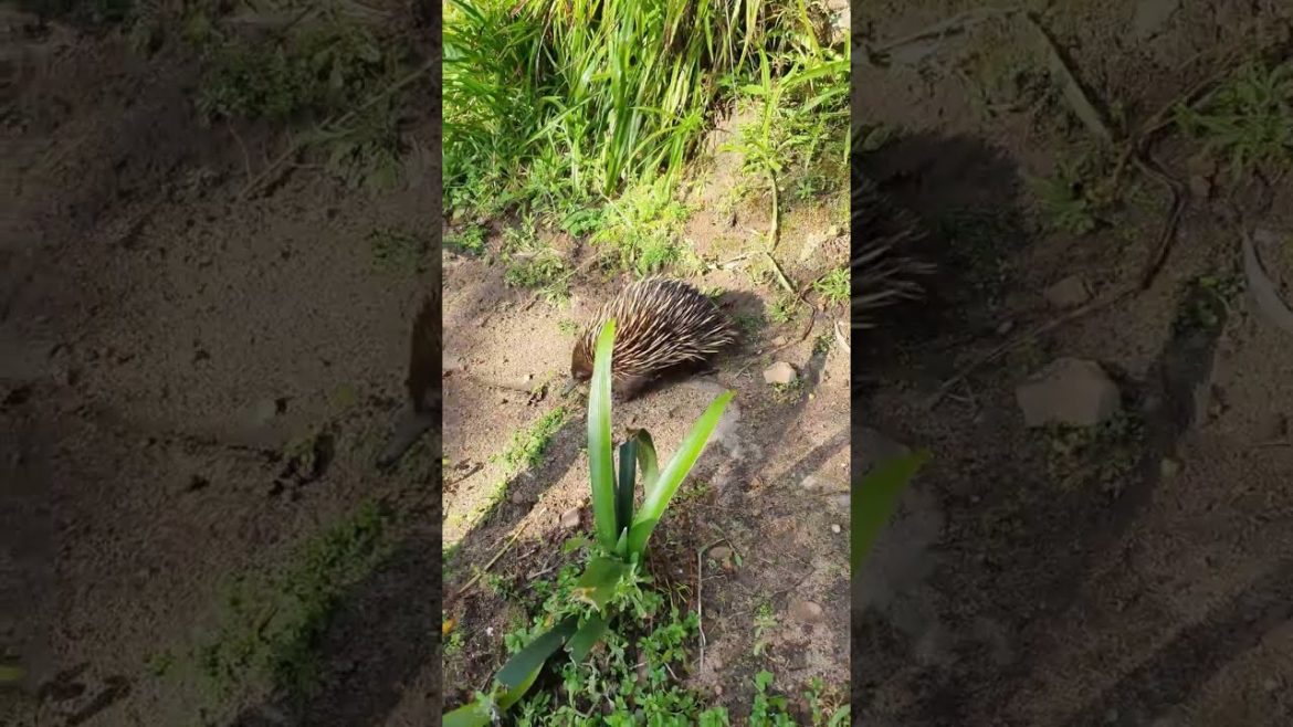 Echidna 🦔 searching