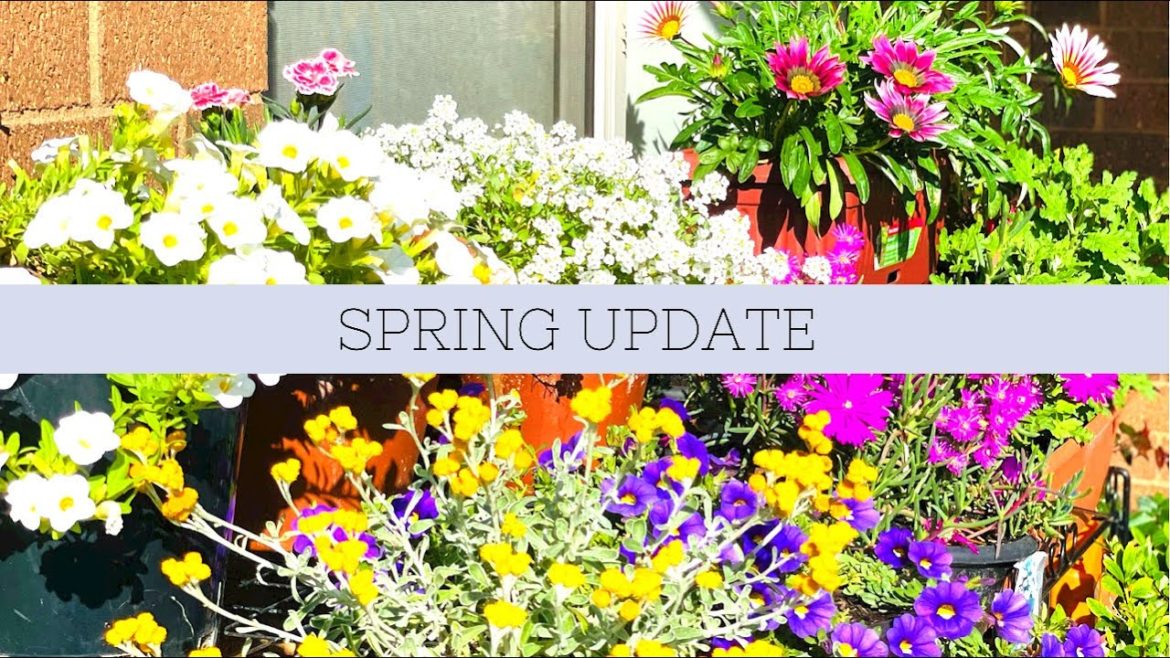 Spring update of my backyard garden ๐บ ๐ผ garden tour up on channel ๐ธ Spring update of my backyard garden ๐บ ๐ผ garden tour up on channel ๐ธ