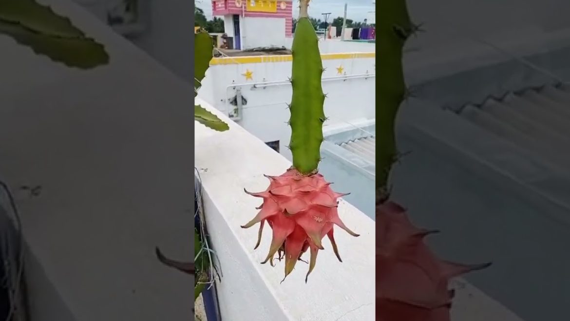 Tips for Dragon Fruit Plant | Gardening tips in Tamil
