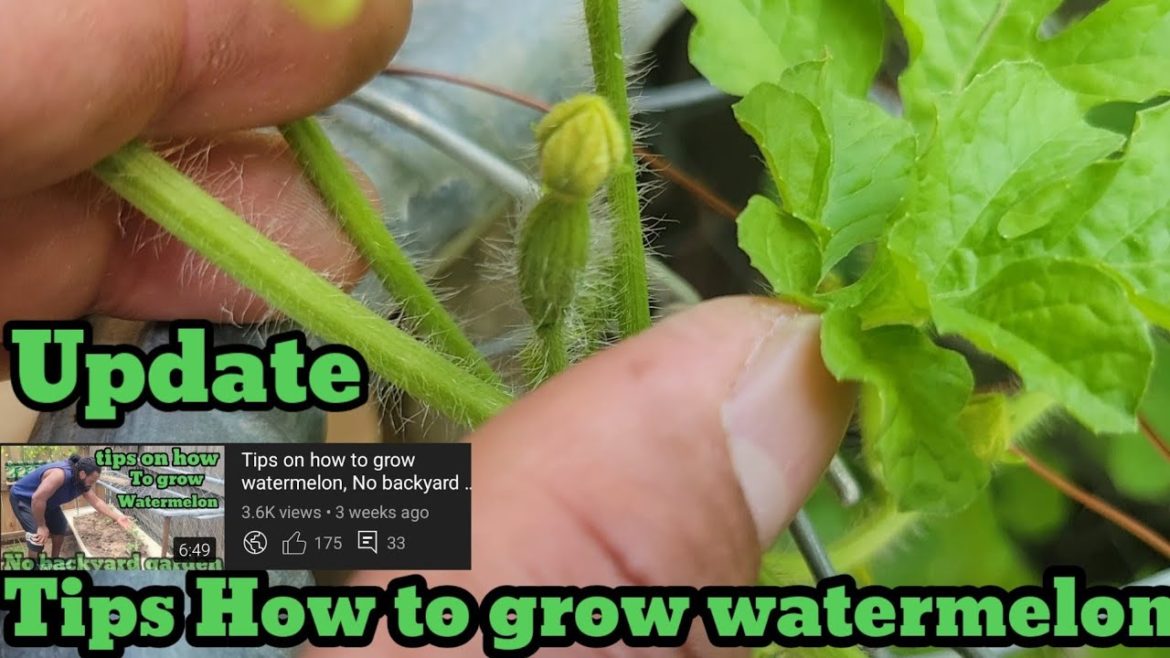 watermelon update - Tips how to grow watermelon  In container, NO BACKYARD GARDEN