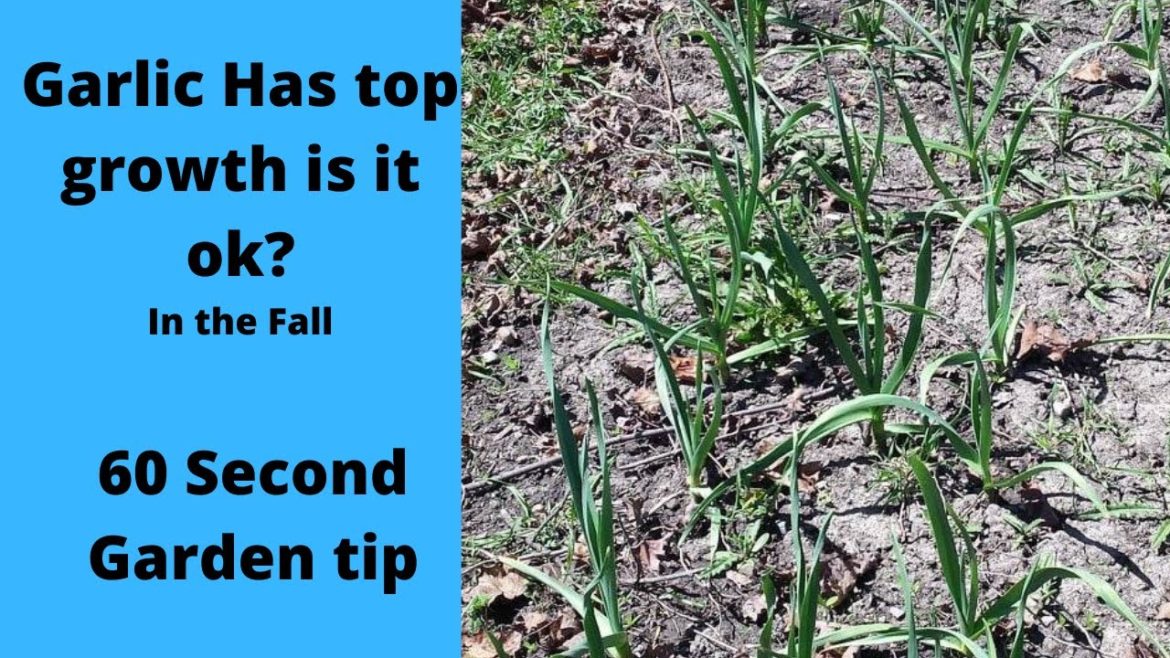Fall Garlic is sprouting what to do – 60 second garden Tip Fall Garlic is sprouting what to do - 60 second garden Tip