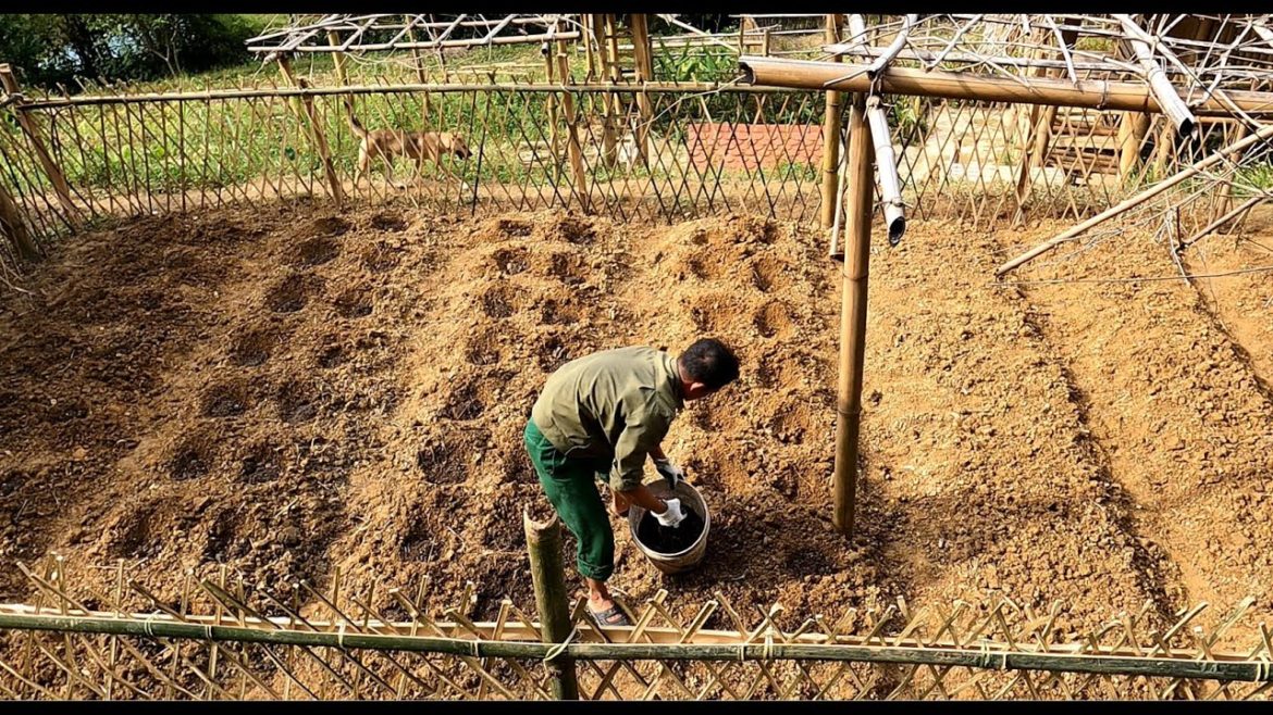 Gardening vegetables to prepare food for the winter, wild alone, survival - Forest Life CT | Ep 93