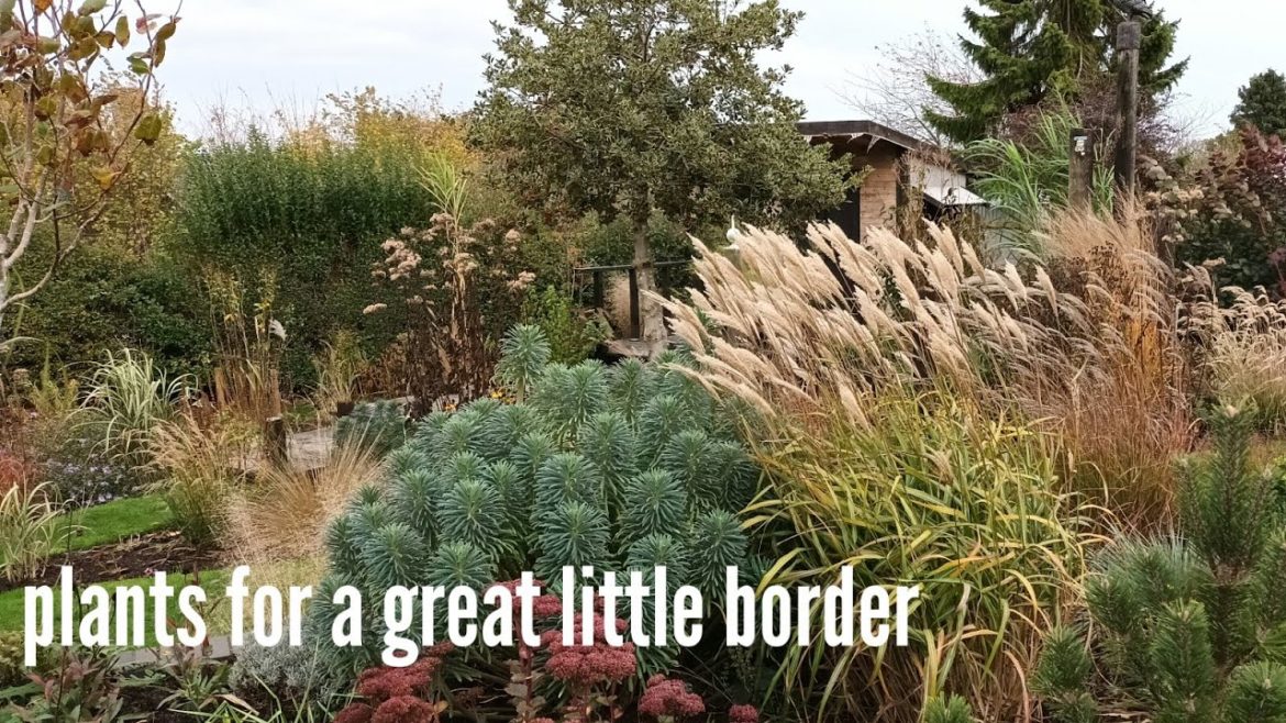 Plants for a small border