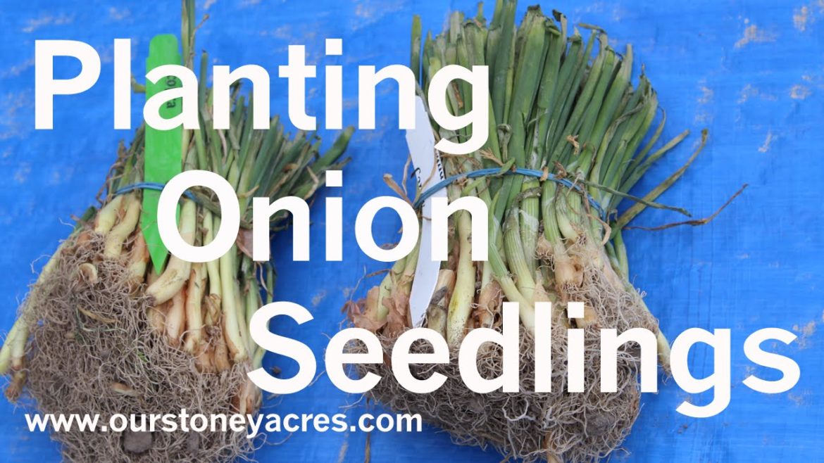 Gardening Tips: Starting Onions from Seedlings (Ep 3) Gardening Tips: Starting Onions from Seedlings (Ep 3)