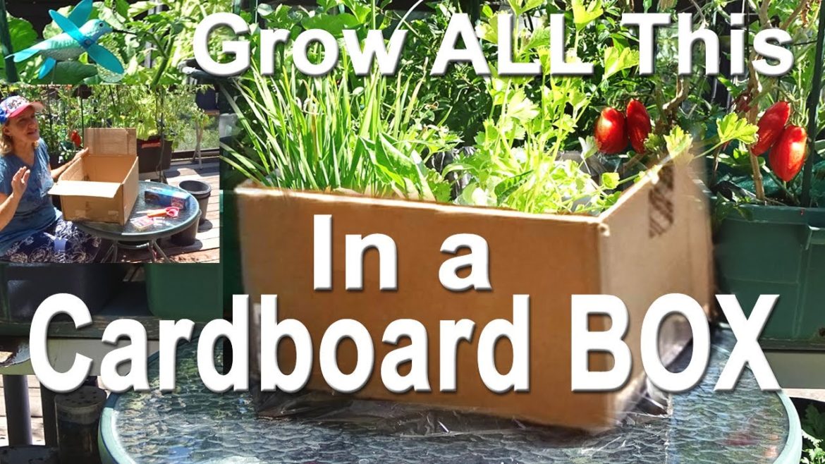 FREE Cardboard Box Garden HOW to Build a CHEAP Raised Bed DIY Fast & Easy Food Container Gardening FREE Cardboard Box Garden HOW to Build a CHEAP Raised Bed DIY Fast & Easy Food Container Gardening