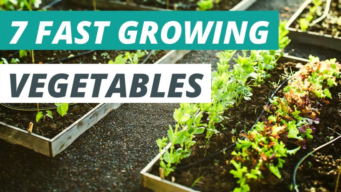 7 Quick Maturing Fall Vegetables You Can Harvest in 30-60 Days 7 Quick Maturing Fall Vegetables You Can Harvest in 30-60 Days