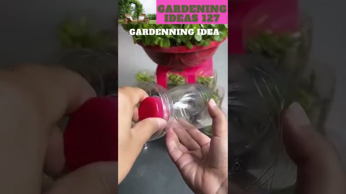 Empty bottles can grow plant like thisππ΄π±πΏπ/gardening ideas π Empty bottles can grow plant like thisππ΄π±πΏπ/gardening ideas π