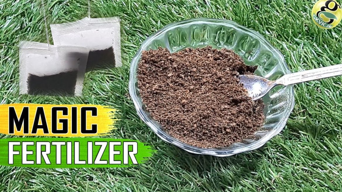 TEA WASTE FERTILIZER: Used Tea Bags Coffee Grounds for Plants | Organic Best Fertilizer for Rose
