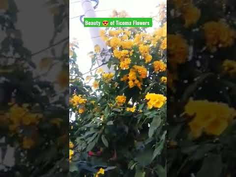 Beautiful Ticoma Flowers Garden Design for the people of the world đ. Beautiful Ticoma Flowers Garden Design for the people of the world đ.
