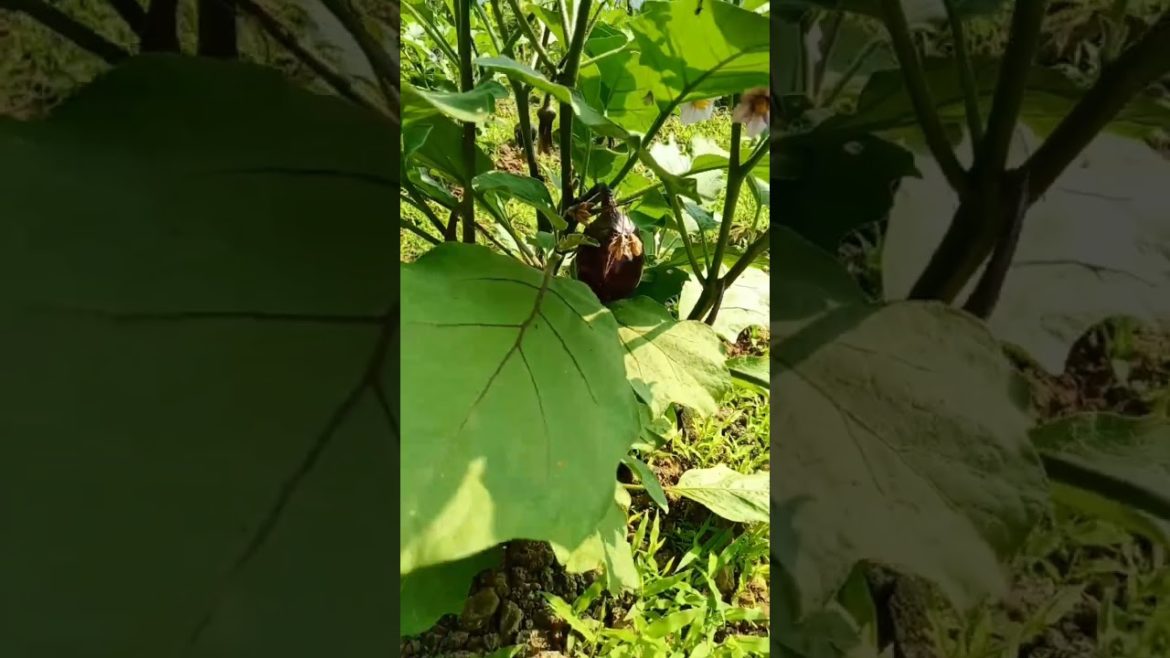 Brinjal plant in my kitchen garden #shorts