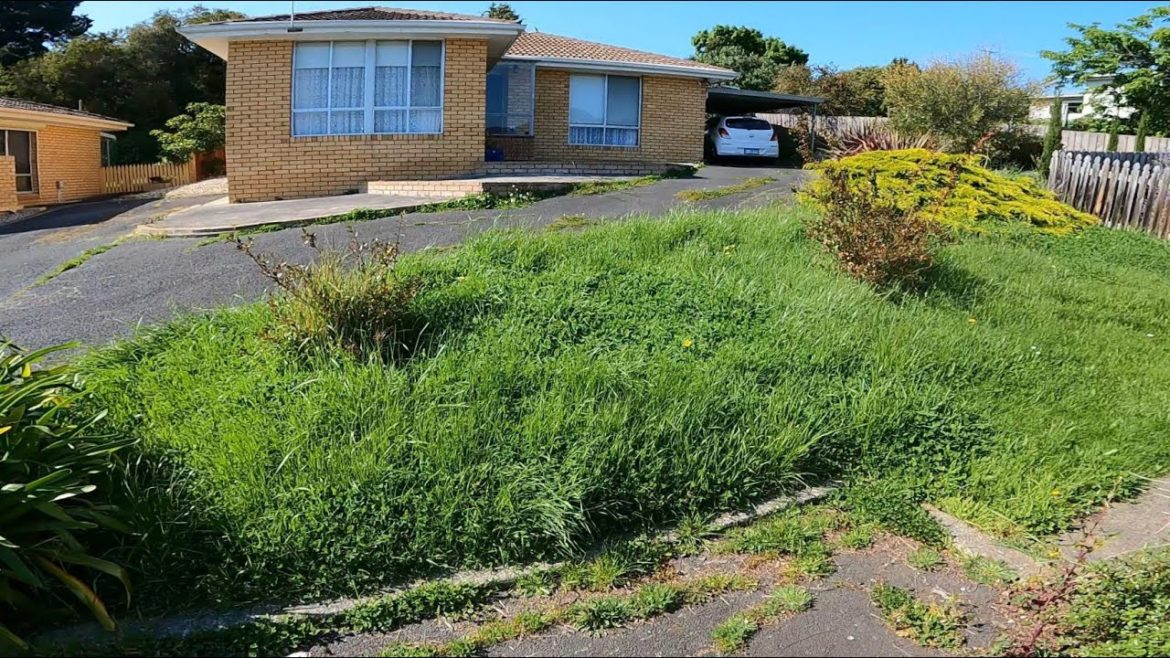 Both Neighbors called me to have a look at their yards after they saw this TRANSFORMATION!