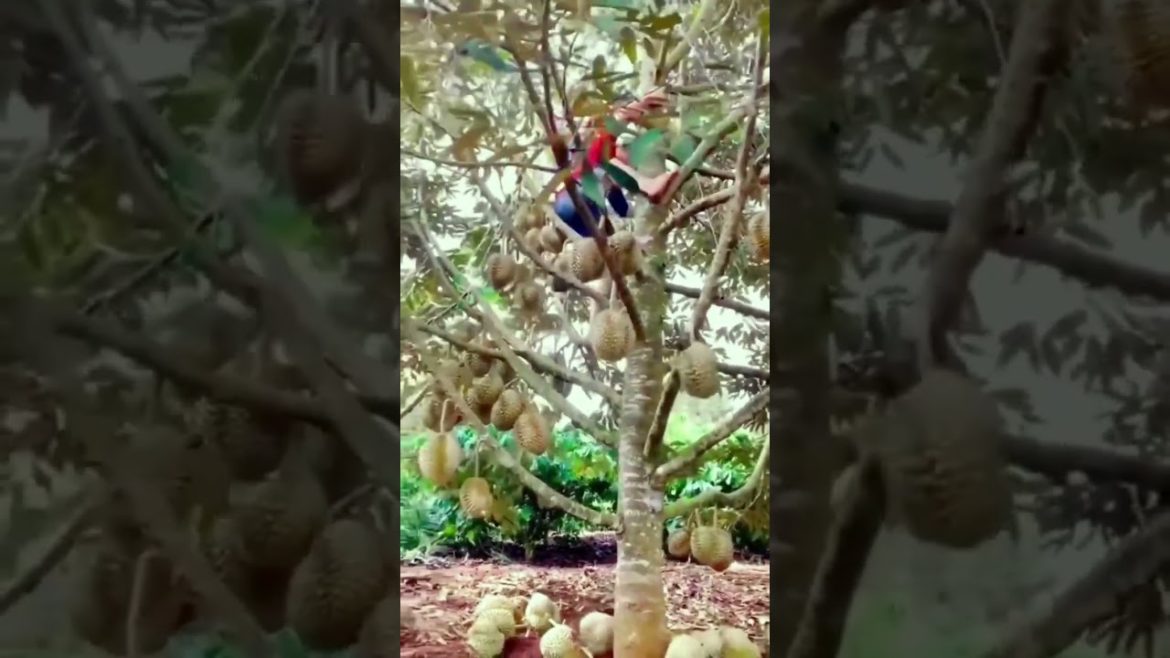 Tips to harvest durian the fastest#gardener#fruit#fyp#Agriculture #funny#harvest#Satisfying #shorts Tips to harvest durian the fastest#gardener#fruit#fyp#Agriculture #funny#harvest#Satisfying #shorts