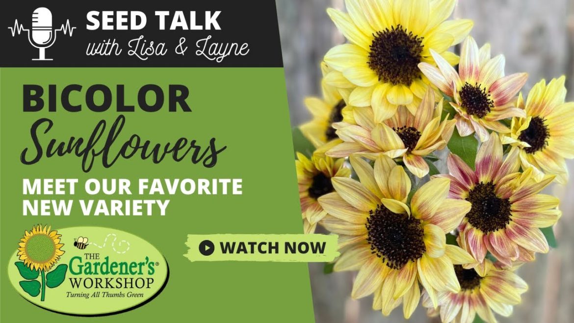 #10 - Bicolor Sunflowers - Meet Our Favorite New Variety