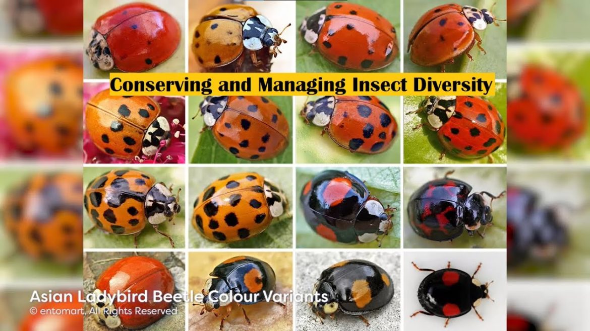 Conserving and Managing Insect Diversity | insect biodiversity | insect biology | insect world | Conserving and Managing Insect Diversity | insect biodiversity | insect biology | insect world |
