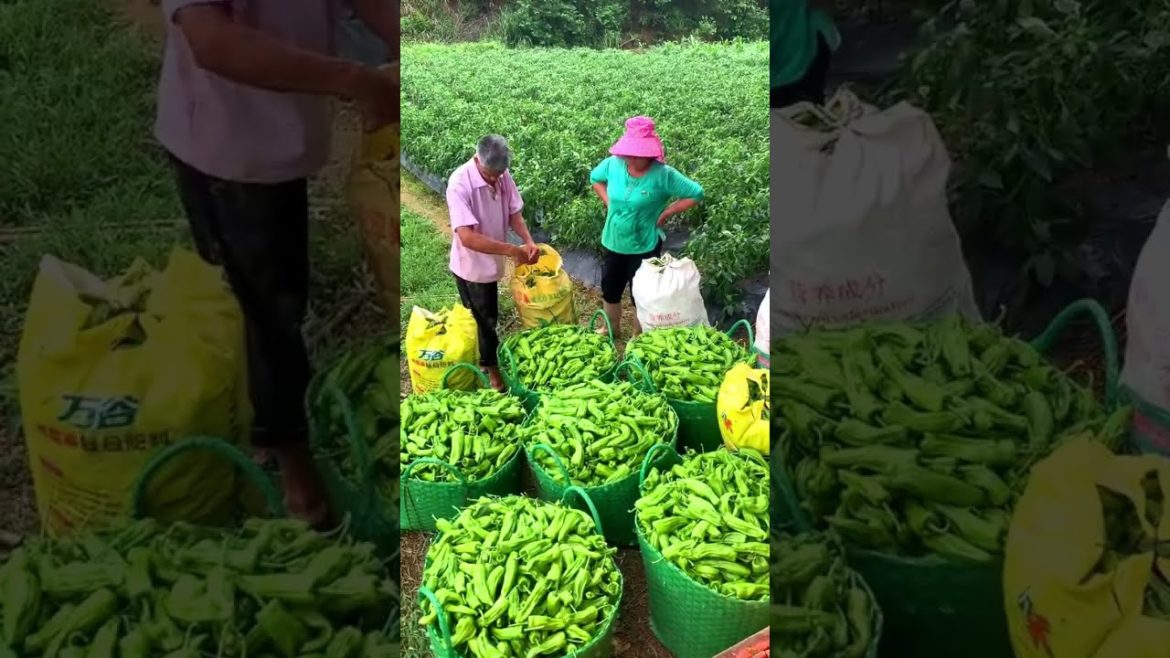 Chili harvest time #agriculture