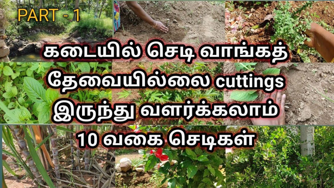 Easy to grow 10 types of plants from cuttings in tamil/Gardening ideas for beginners/Gardening tips