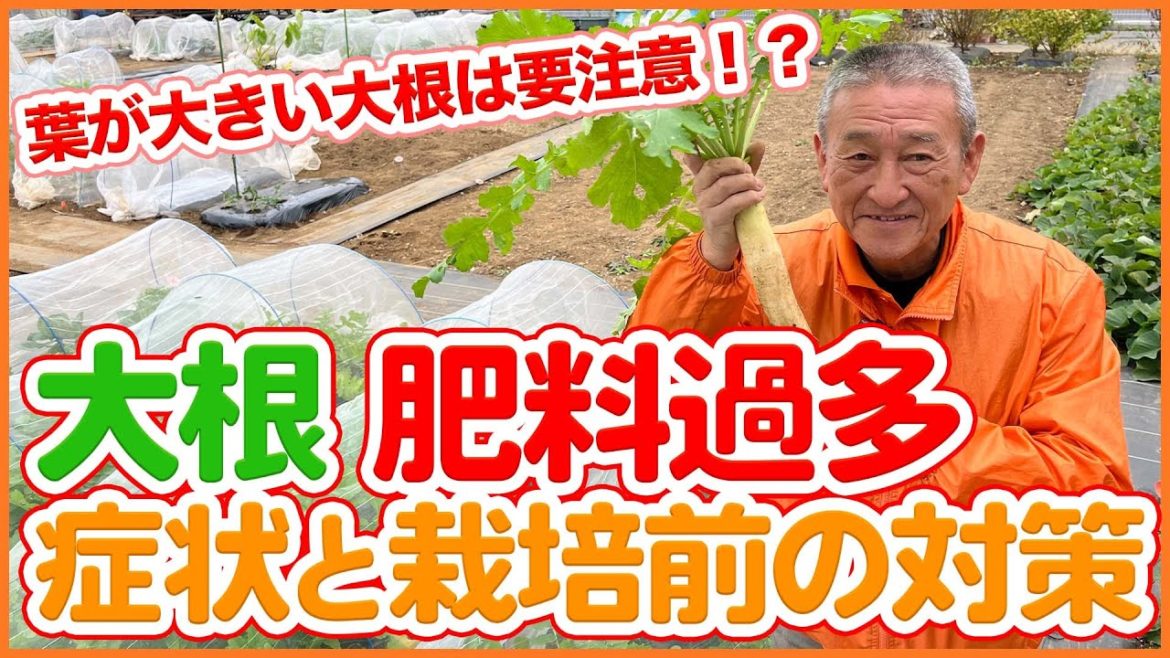 家庭菜園や農園の大根栽培で葉が大きい大根は要注意!?肥料過多の症状と対策など大根の育て方を徹底解説!【農園ライフ】/Tips for Growing white radish in November. 家庭菜園や農園の大根栽培で葉が大きい大根は要注意!?肥料過多の症状と対策など大根の育て方を徹底解説!【農園ライフ】/Tips for Growing white radish in November.