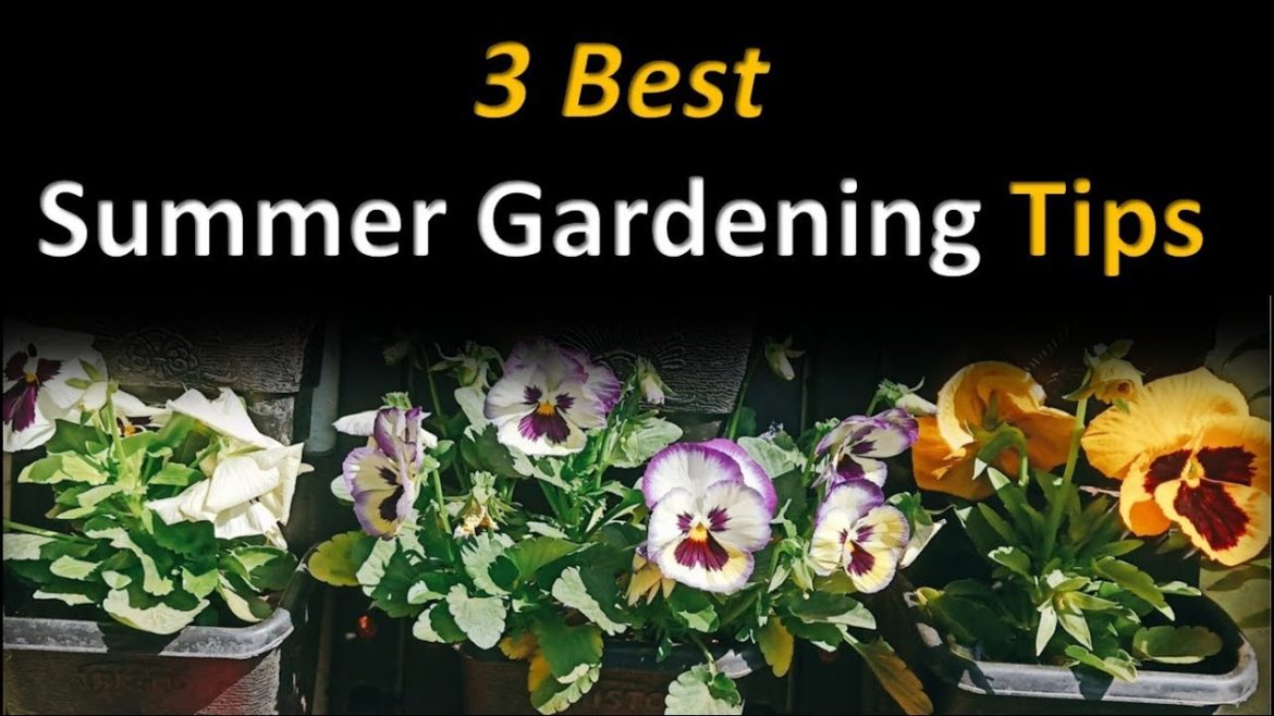 Summer Gardening Tips