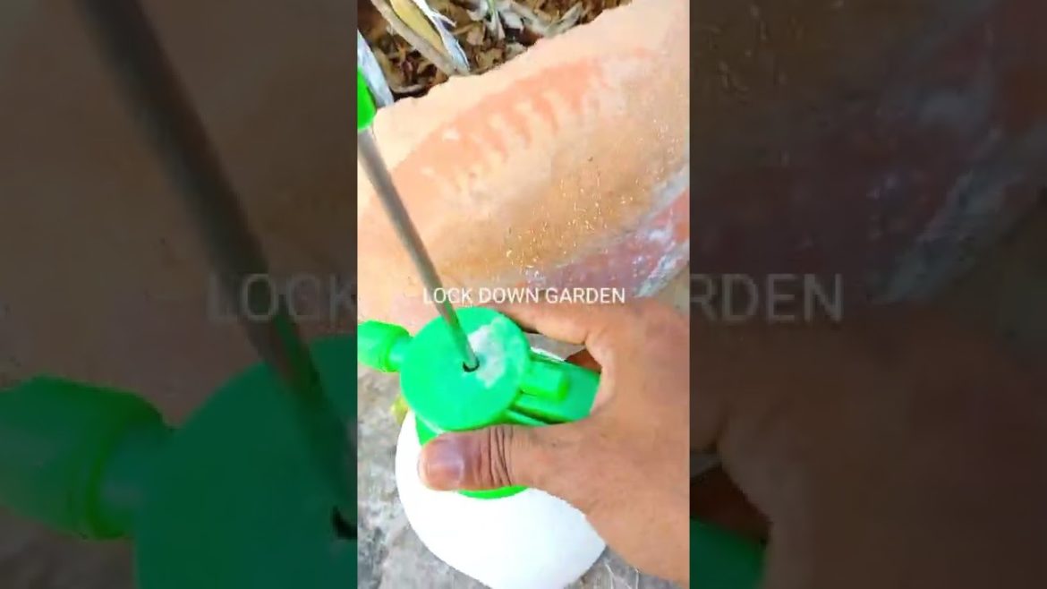 How to take care of plants🪲🪲🪲🦠🐛/How to grow vegetables/Kitchen Gardening tips#shorts @Garden Up