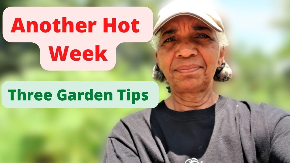 Another Hot Week_ Three Garden Tips