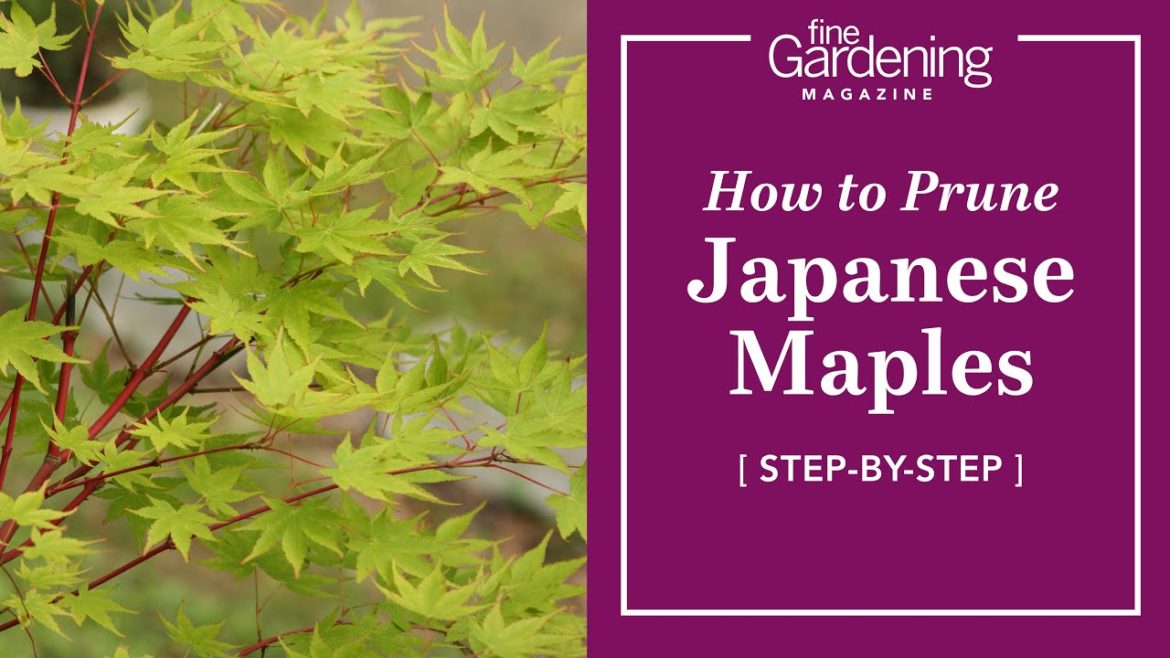 How to Prune Japanese Maples – Step by Step Instructions | Fine Gardening Magazine How to Prune Japanese Maples - Step by Step Instructions | Fine Gardening Magazine
