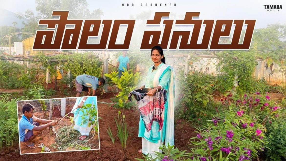 Farm work | దొండ కొమ్మలు ,ఆకుకూర విత్తనాలు ,పందిర్లు .. ఇంకా ఎన్నో పొలం పనులు చేశాం | Madgardener Farm work | దొండ కొమ్మలు ,ఆకుకూర విత్తనాలు ,పందిర్లు .. ఇంకా ఎన్నో పొలం పనులు చేశాం | Madgardener