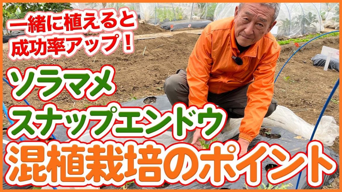 家庭菜園や農園のそら豆栽培とスナップエンドウ栽培を混植すると成功率アップ!混植栽培の秘訣を徹底解説!/Tips for not failing with snap peas and favabeans 家庭菜園や農園のそら豆栽培とスナップエンドウ栽培を混植すると成功率アップ!混植栽培の秘訣を徹底解説!/Tips for not failing with snap peas and favabeans