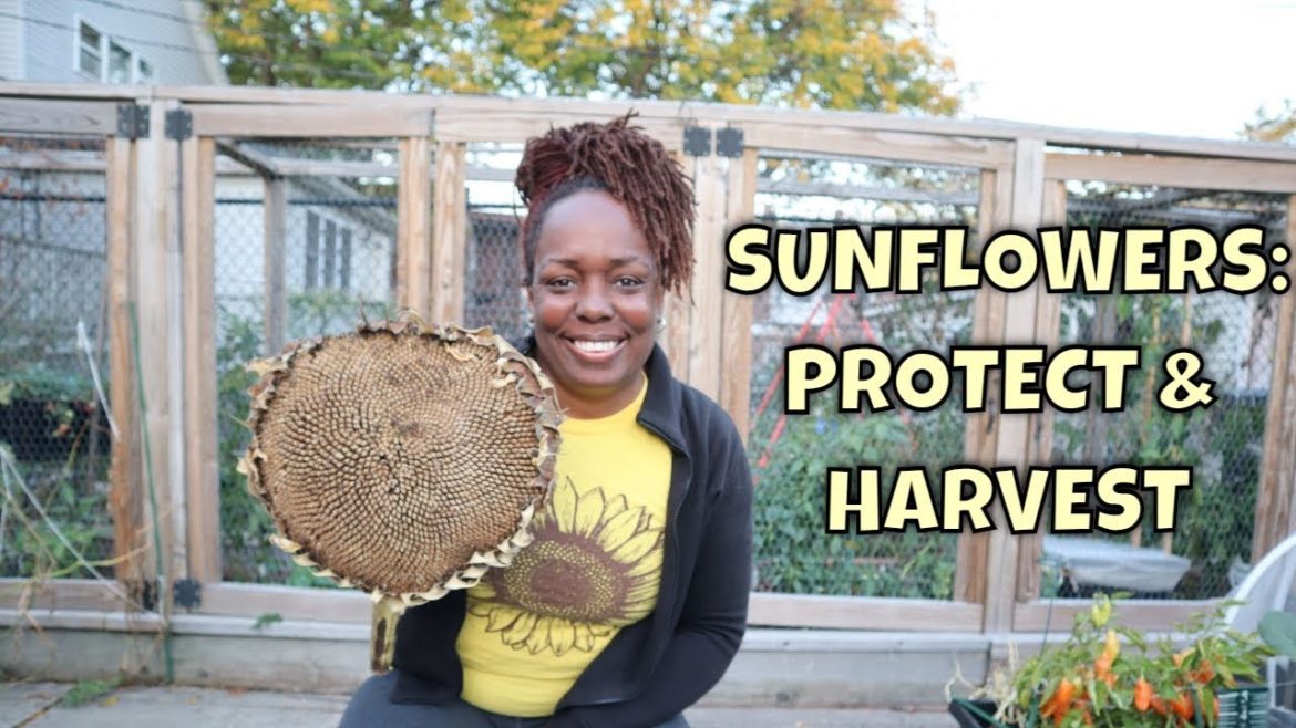 Sunflowers: Protecting and Harvesting