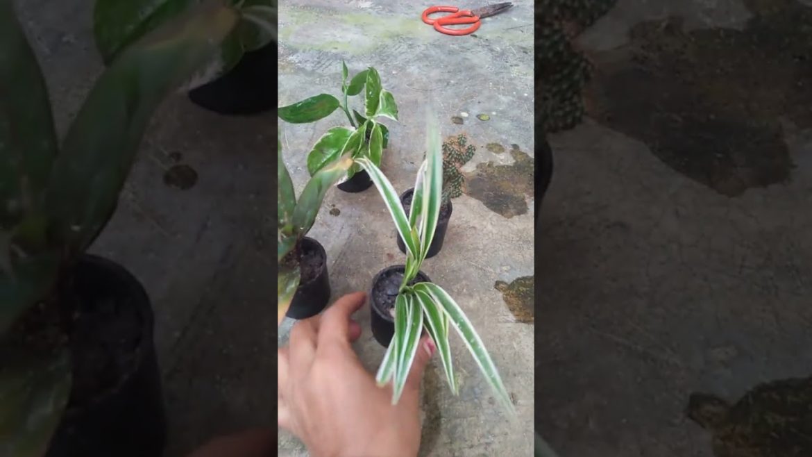 Chhote se container Mein plant decoration 🍀🍁Itni aasani se Gro Karen indoor plant #shorts