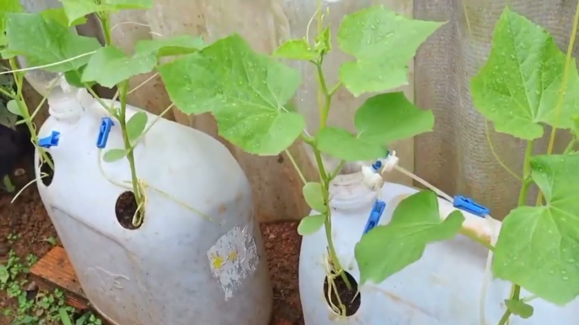 How to plant cucumber in a reused plastic container at home with high yield / step by step guide How to plant cucumber in a reused plastic container at home with high yield / step by step guide