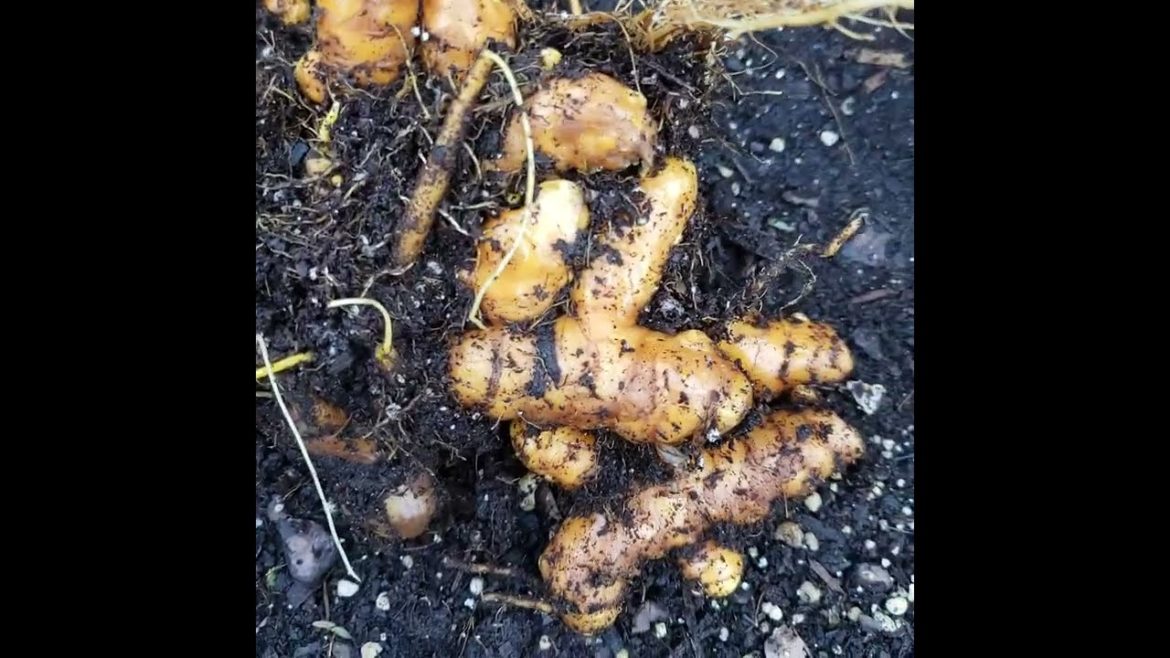 We hunting turmeric #urbanfarming #urbangardening #turmeric