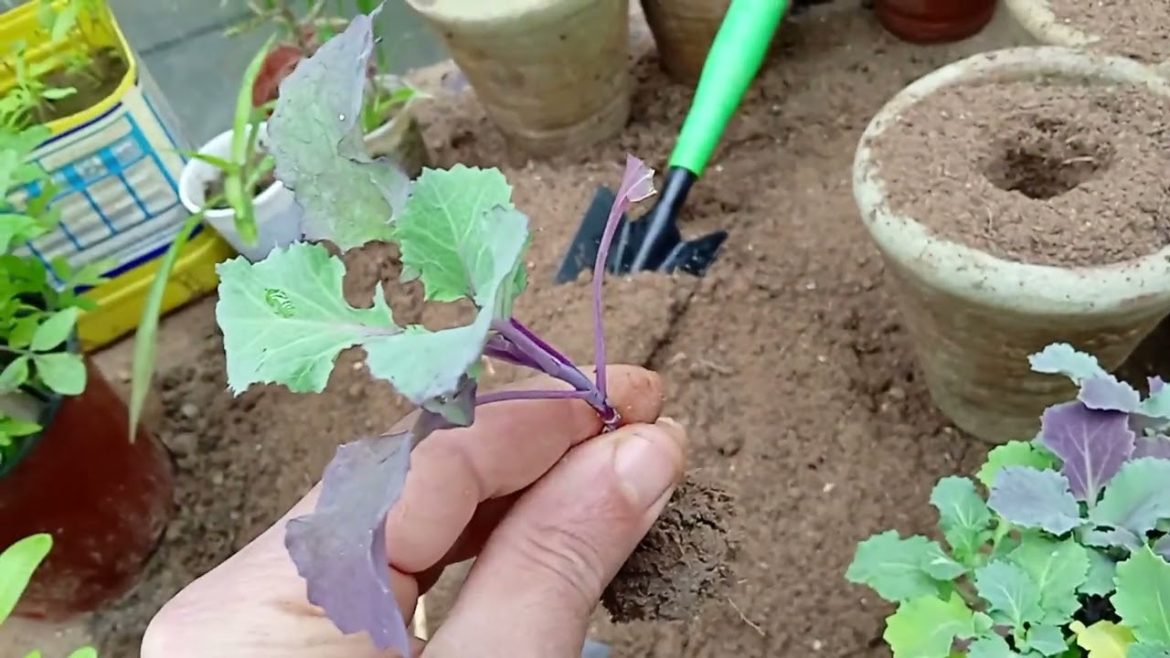 How To Repot Ornamental Cabbage Seedlings How To Repot Ornamental Cabbage Seedlings