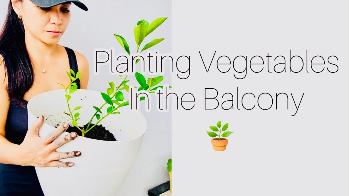 Vegetable Garden at Home @Petit05 Kanal