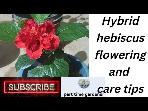 Hybrid hebiscus quick flowering and soil mix fertilizer and care tips.হাইব্রিড ওদেশী জবা গাছের যত্ন। Hybrid hebiscus quick flowering and soil mix fertilizer and care tips.হাইব্রিড ওদেশী জবা গাছের যত্ন।