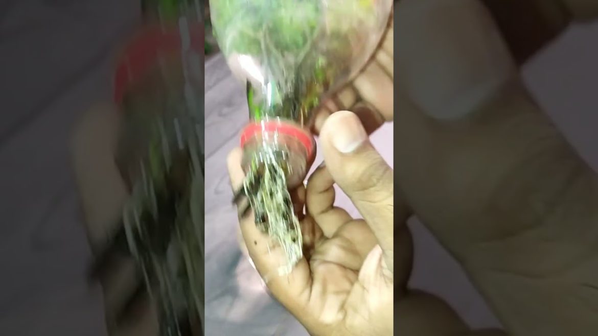 How to grow mint easily for your kitchen- Growing mint from cuttings- Phudina lagaane ka tarika