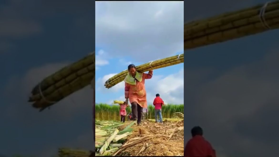 Sugarcane farm #gardener #fruit #fyp #Agriculture #funny #harvest #Satisfying #relaxing #shorts