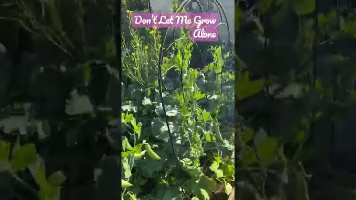July9,2022 #GardenUpdate #gardening #GreenBeans #prepping July9,2022 #GardenUpdate #gardening #GreenBeans #prepping