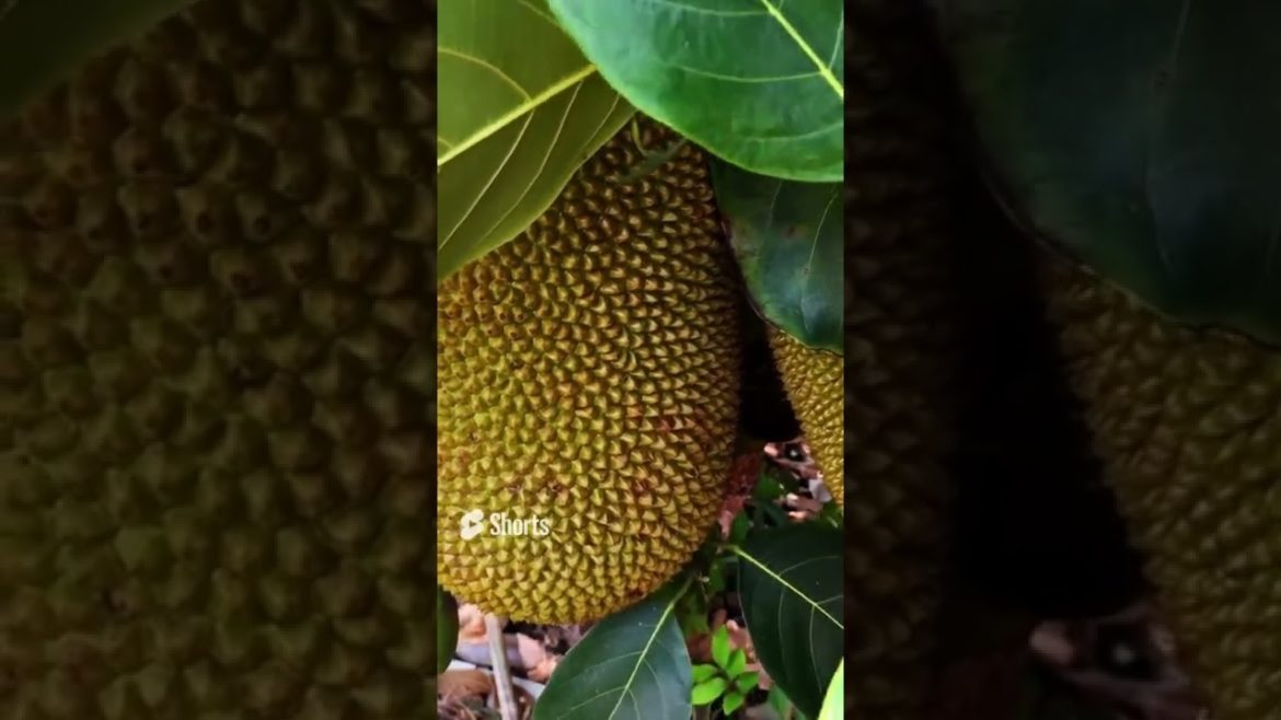 Jackfruits tree