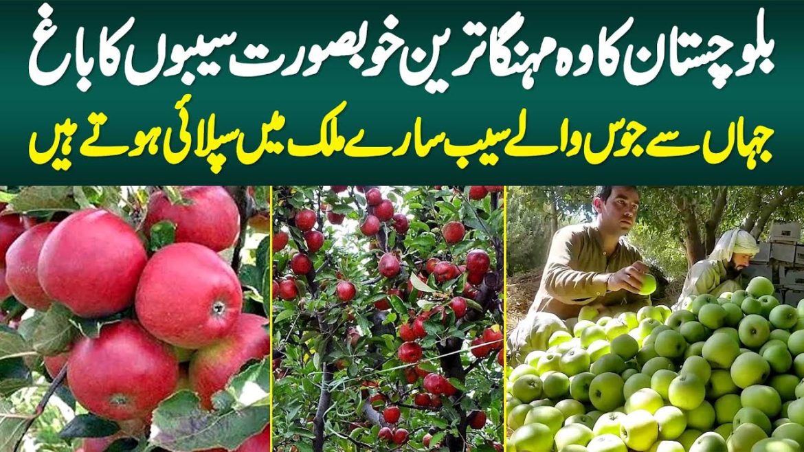 Balochistan Ka Khubsurat Apples Garden - Jahan Se Juice Wale Apples Sari Country Me Supply Hote Hai