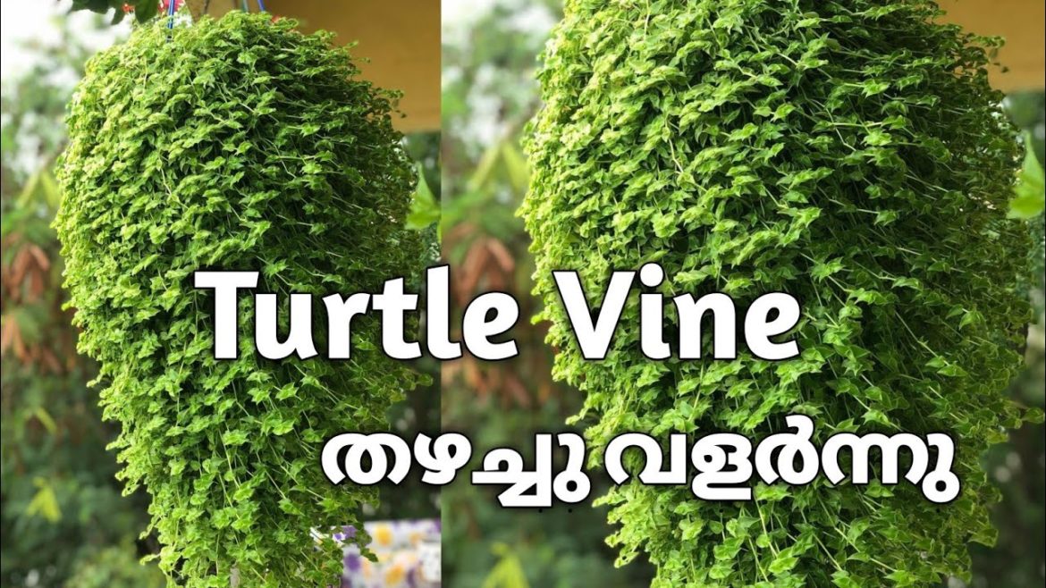 Turtle Vine Hanging Plants #Shorts #shortsvideos Garden Tips in Malayalam #TurtleVine Care