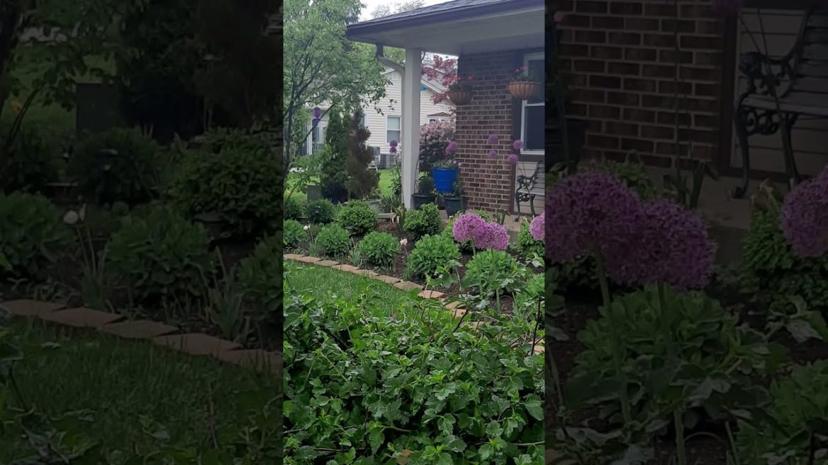 BOXWOODS WITH ALLIUMS IN THE SPRING / FOUNDATION PLANTING / FRONT GARDEN LANDSCAPE #SHORTS