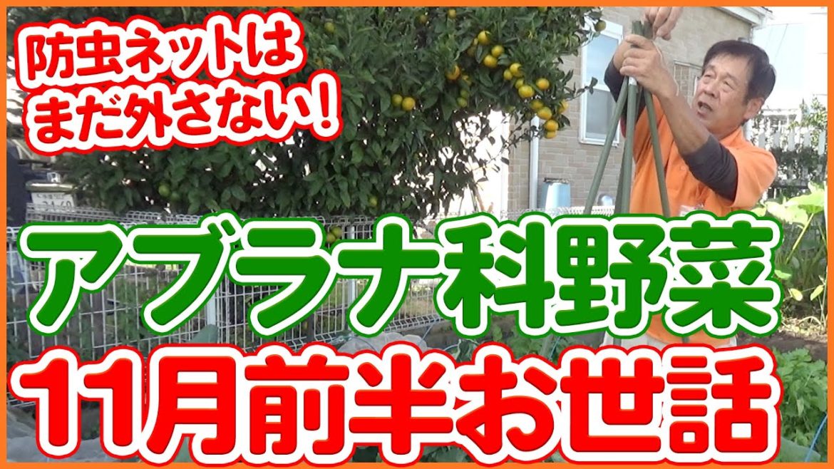 家庭菜園や農園のアブラナ科野菜栽培はまだ防虫ネットを外さない!11月前半お世話方法を徹底解説!/Tips for Growing Cruciferous Vegetables in November. 家庭菜園や農園のアブラナ科野菜栽培はまだ防虫ネットを外さない!11月前半お世話方法を徹底解説!/Tips for Growing Cruciferous Vegetables in November.