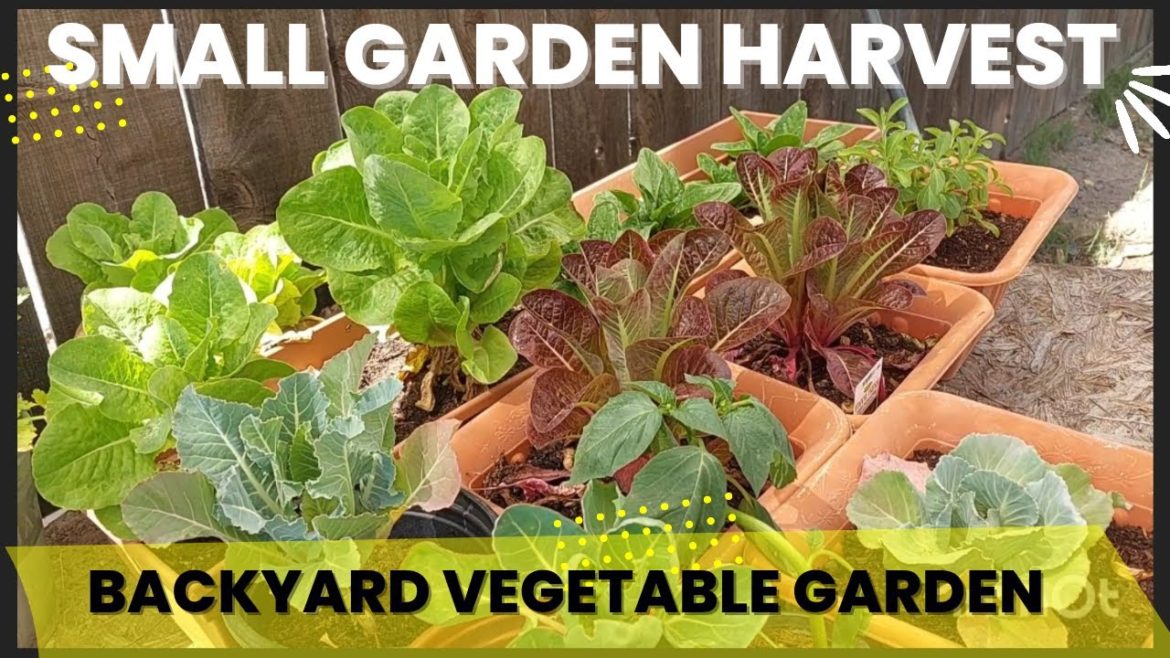 My 1st Small Garden Harvest | Vegetable Garden | Backyard Garden Harvest | Love Irma My 1st Small Garden Harvest | Vegetable Garden | Backyard Garden Harvest | Love Irma