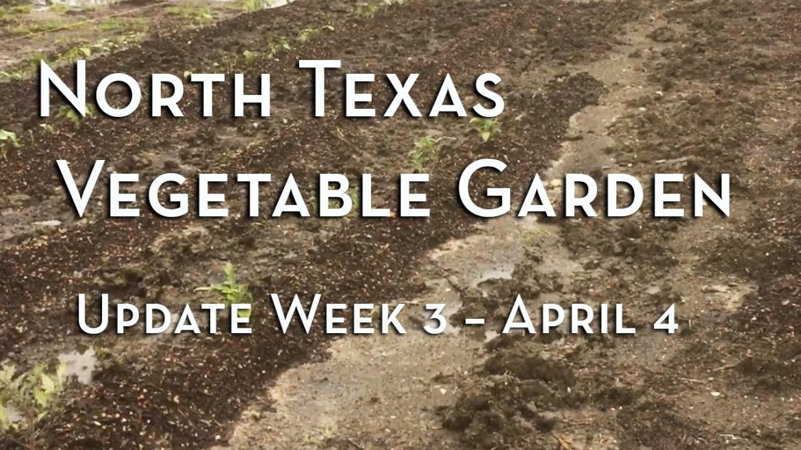North Texas Vegetable Garden Update Week 3 – April 4