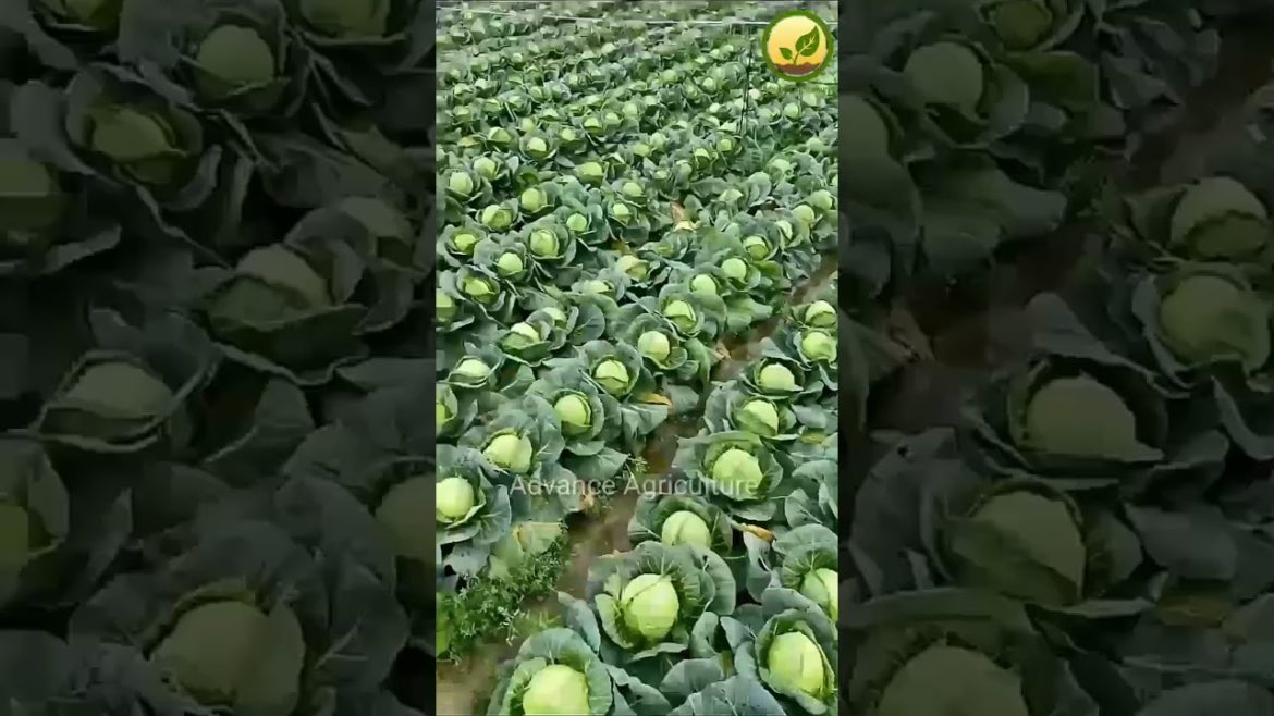 Cauliflower Farming | Cabbage Farming | Advance Agriculture | The New Way Of Farming